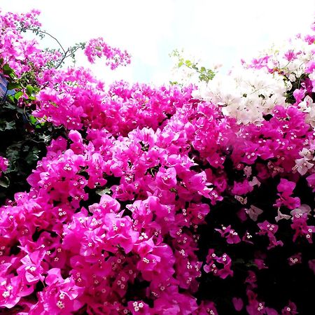 Bougainvillea Suites คามารี ภายนอก รูปภาพ