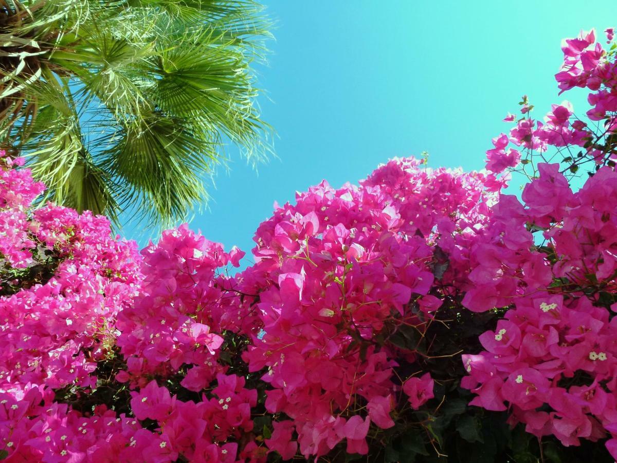 Bougainvillea Suites คามารี ภายนอก รูปภาพ