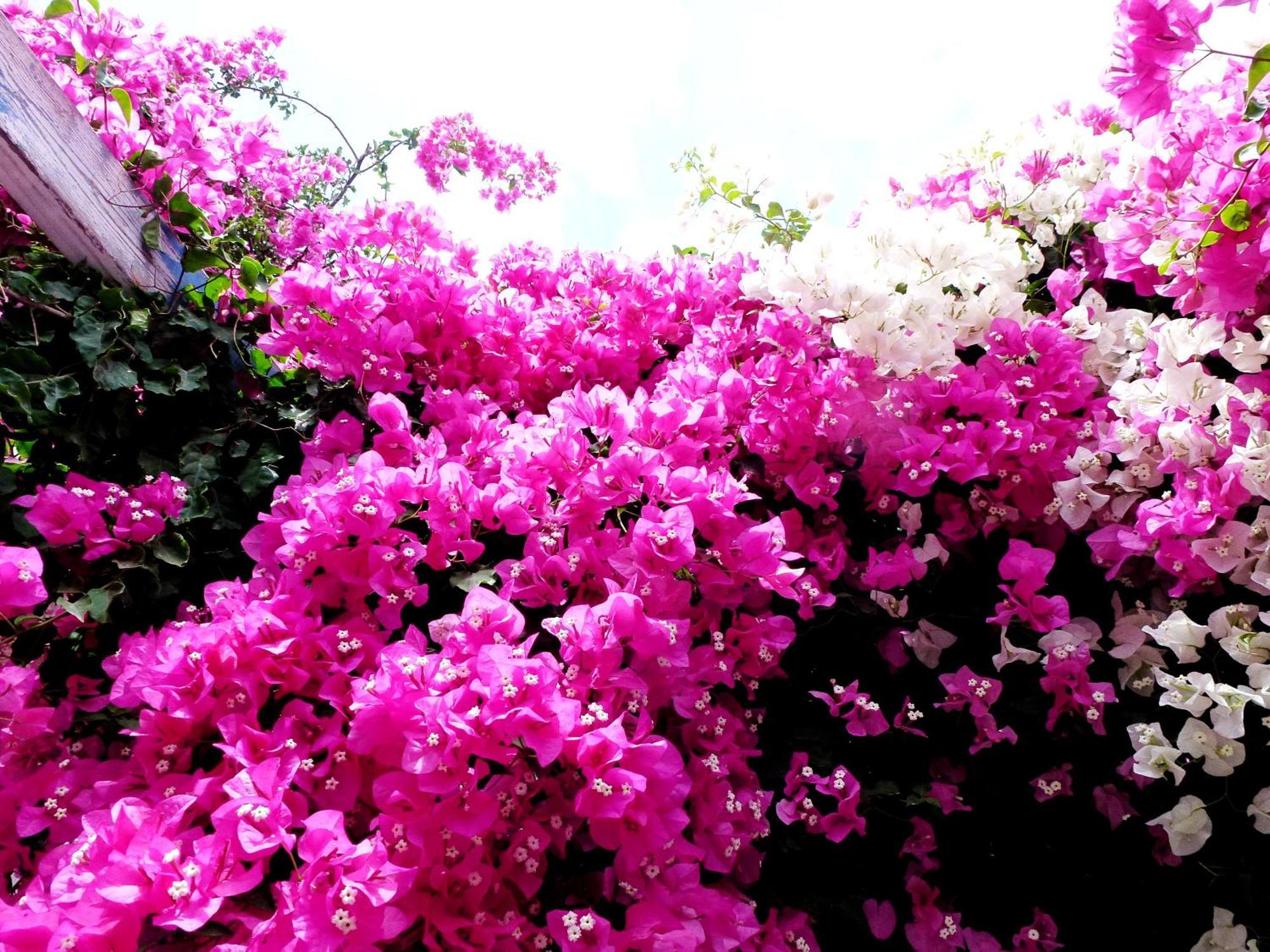 Bougainvillea Suites คามารี ภายนอก รูปภาพ
